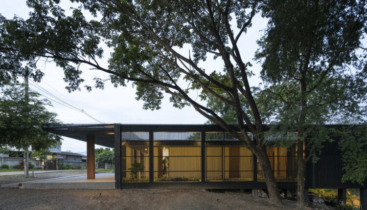 jomthong-raintree-2