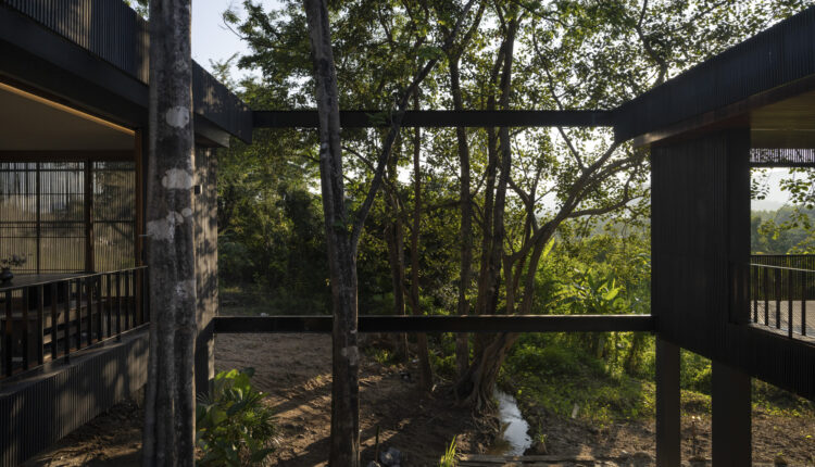 jomthong-raintree-21