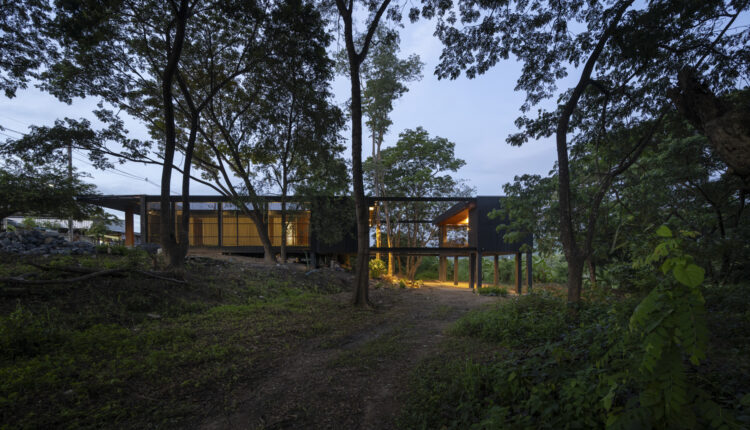 jomthong-raintree-6